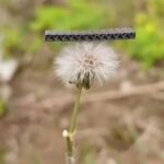 New Breakthrough in Electrode Materials by Academician Huang Wei's Team: Successful Preparation of Graphite Foam Using 3D Printing