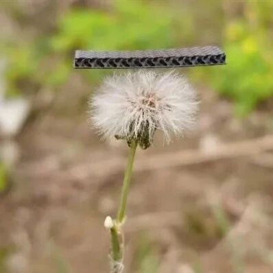 New Breakthrough in Electrode Materials by Academician Huang Wei's Team: Successful Preparation of Graphite Foam Using 3D Printing