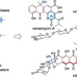 Uncovering the Molecular Landscape of Tetracycline Family Natural Products through Bacterial Genome Mining