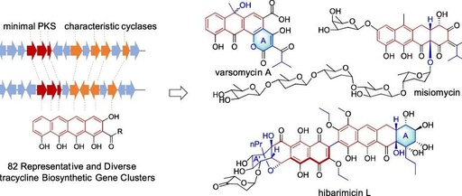 Uncovering the Molecular Landscape of Tetracycline Family Natural Products through Bacterial Genome Mining