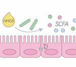 National Health Commission Approves HMOs for Various Infant Formulas: Exploring Nutritional Benefits for Children with Milk Allergy from Breast Milk Oligosaccharide Research