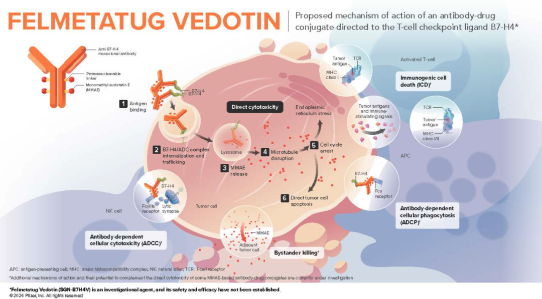 B7H4: Two ADCs Underperforming at 2025 ASCO? Pfizer Abandons, Hansoh Advances to Phase III