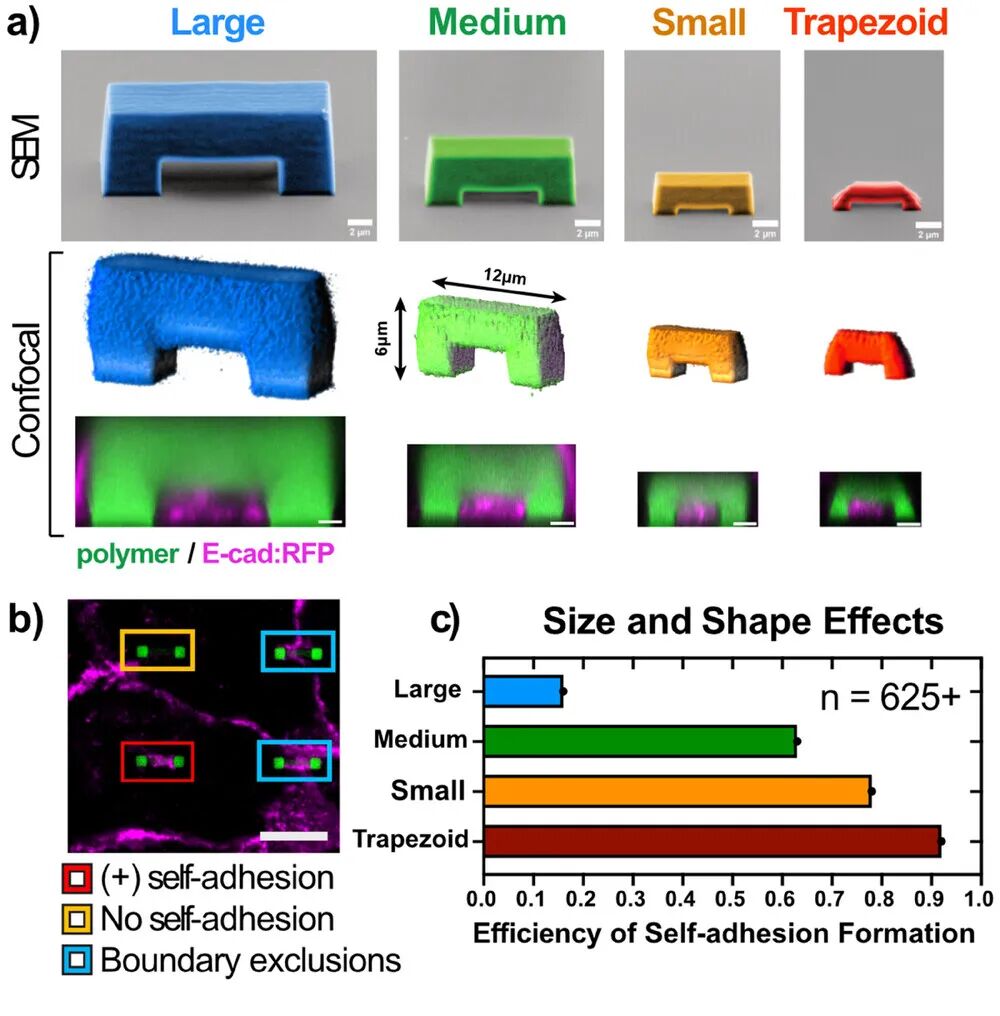 Princeton University 'AM' | Designing Cellular Self-Adhesions Inside 3D Printed Micro-Arches to Enhance Cell: Biomaterial Attachment