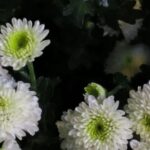 FreeRTOS Task Management