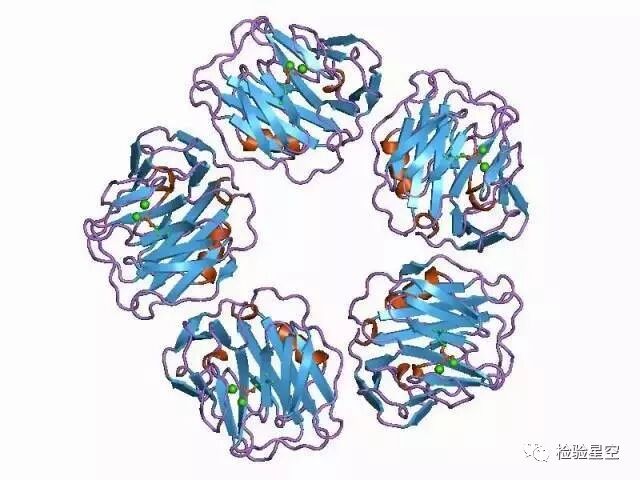 Understanding C-Reactive Protein