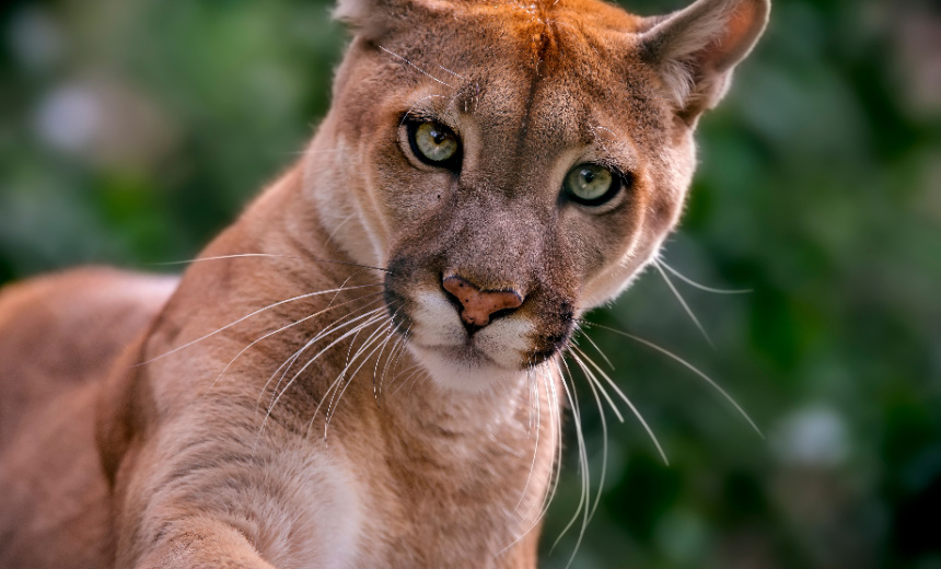 PumaBot Malware Targets Linux IoT Devices