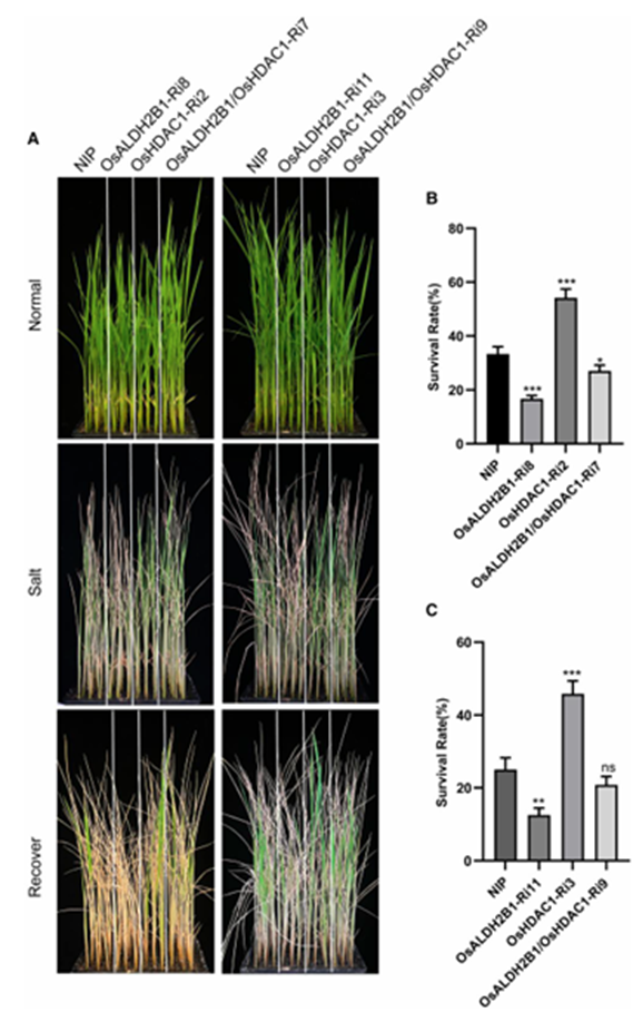 OsHDAC1 Deacetylates Aldehyde Dehydrogenase OsALDH2B1, Represses OsGR3, and Reduces Salt Tolerance in Rice