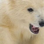 Summary of Pitfalls in FreeRTOS Project Configuration