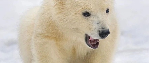 Summary of Pitfalls in FreeRTOS Project Configuration