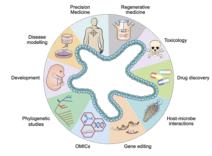 Industry Insights | Research Report on AI and Organoids and Organ-on-Chip Technologies