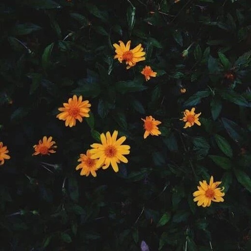 Understanding the #pragma Directive in C Language