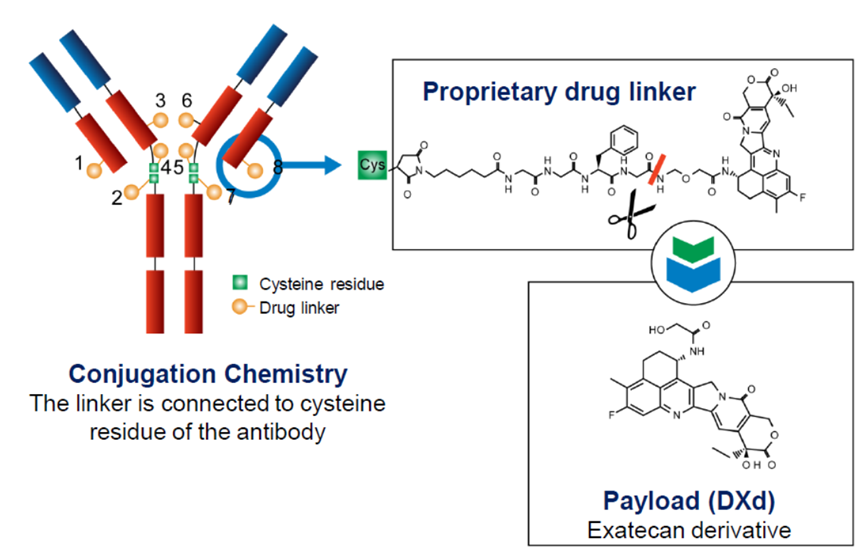 ADC Drug Advances in Non-Small Cell Lung Cancer