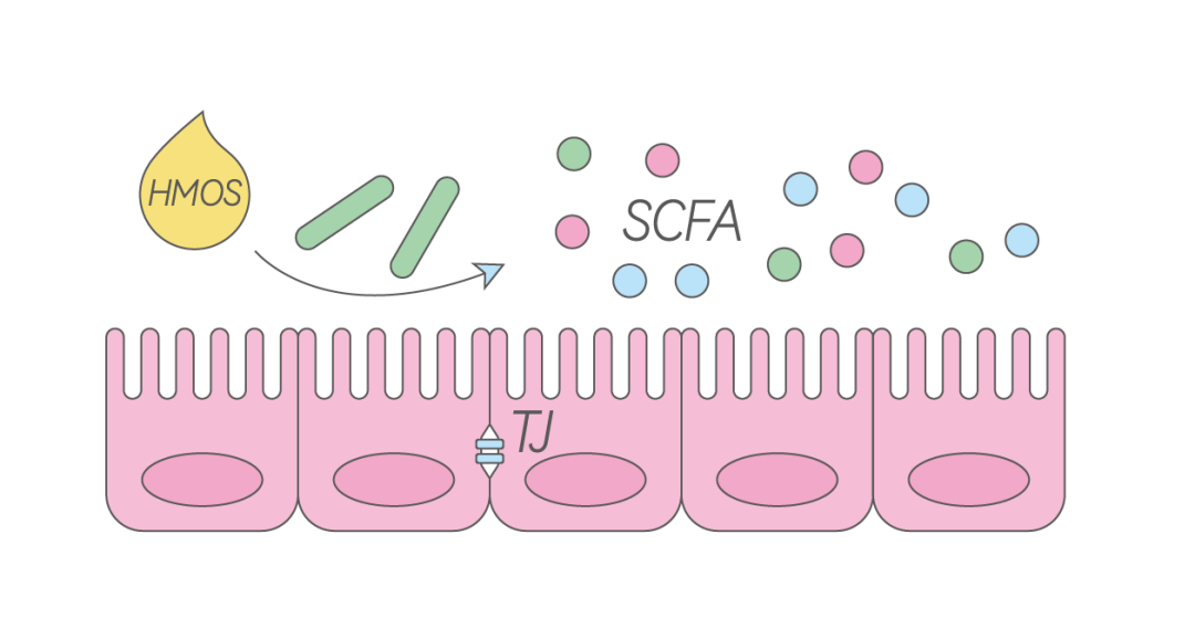 National Health Commission Approves HMOs for Various Infant Formulas: Exploring Nutritional Benefits for Children with Milk Allergy from Breast Milk Oligosaccharide Research