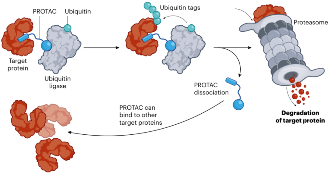 Weekly Insights June 16 | The First AI Chip Design System's CPU "Enlightenment 1" Completes Tape-Out; Meituan's Drone Delivery Service Normalizes Operations in Hong Kong