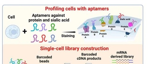 Literature Sharing | J Am Chem Soc: Quantitative Analysis of Single-Cell High-Throughput Multi-Omics Aptomics