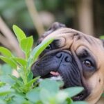 Linux File Search, The Three Musketeers, and Regular Expressions