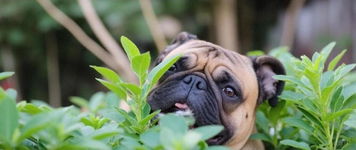 Linux File Search, The Three Musketeers, and Regular Expressions