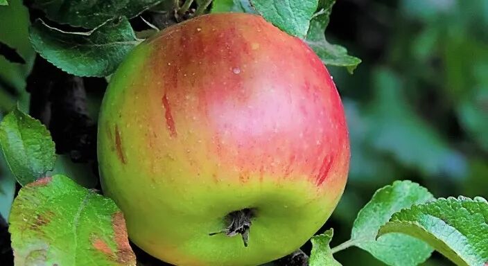 Stop Praising Rust, It's Too Difficult to Learn!