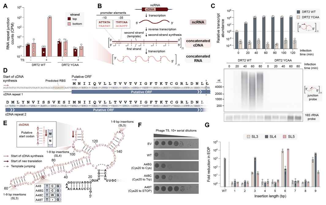 Challenging Textbooks! New Discoveries in the Central Dogma: RNA Can Generate New Genes