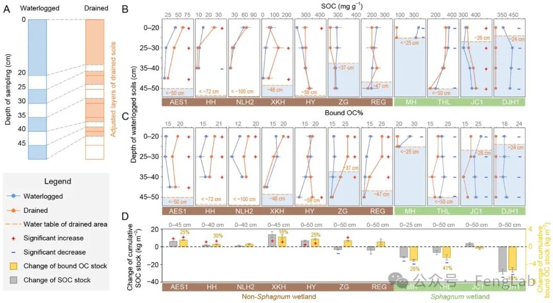 Research Progress | The Research Team of Editor Feng Xiaojun Reveals the Response of Metal-Bound Organic Carbon to Drainage: Sphagnum vs. Non-Sphagnum Wetlands