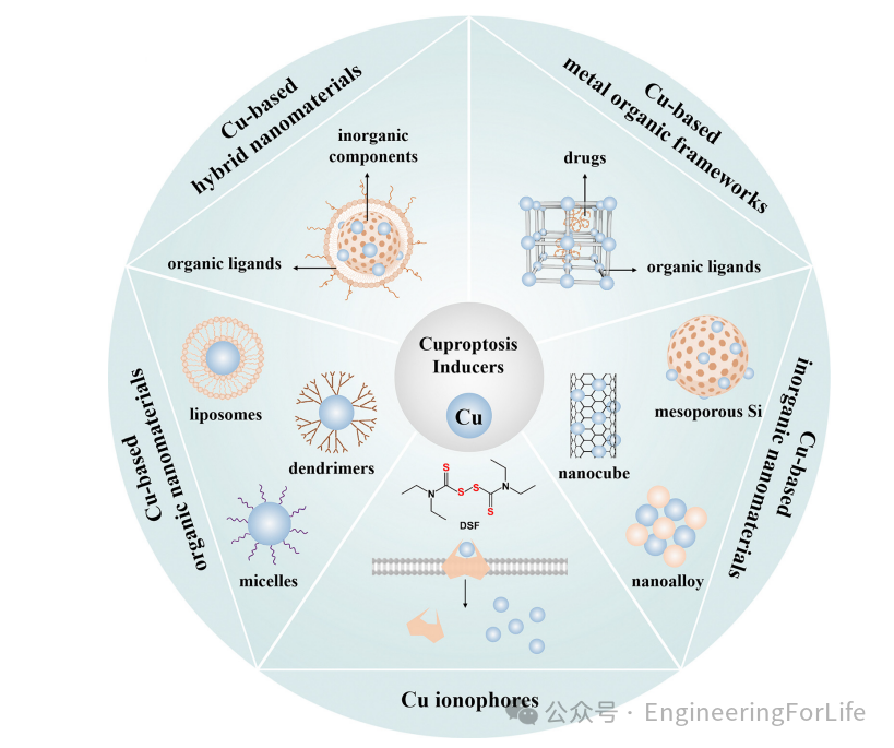 New Strategies for Cancer Treatment Using Copper Ions: Insights from Cuproptosis