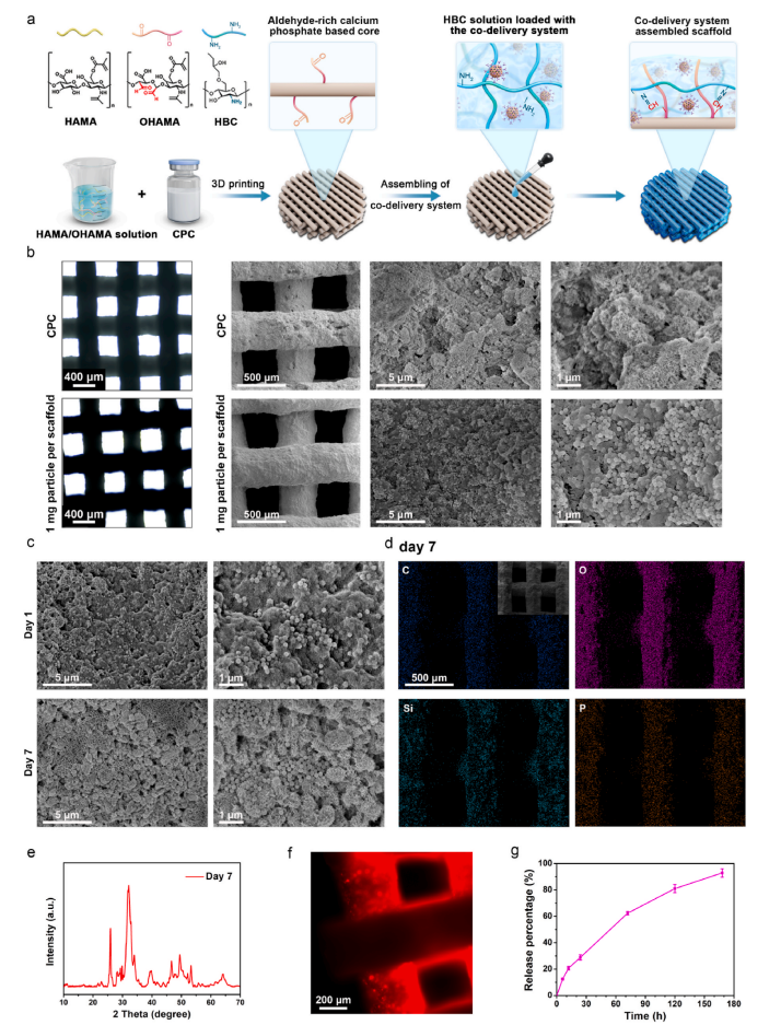 3D Printed Scaffolds Aid in Bone Defect Repair: A Study from Shanghai Jiao Tong University in Biomaterials