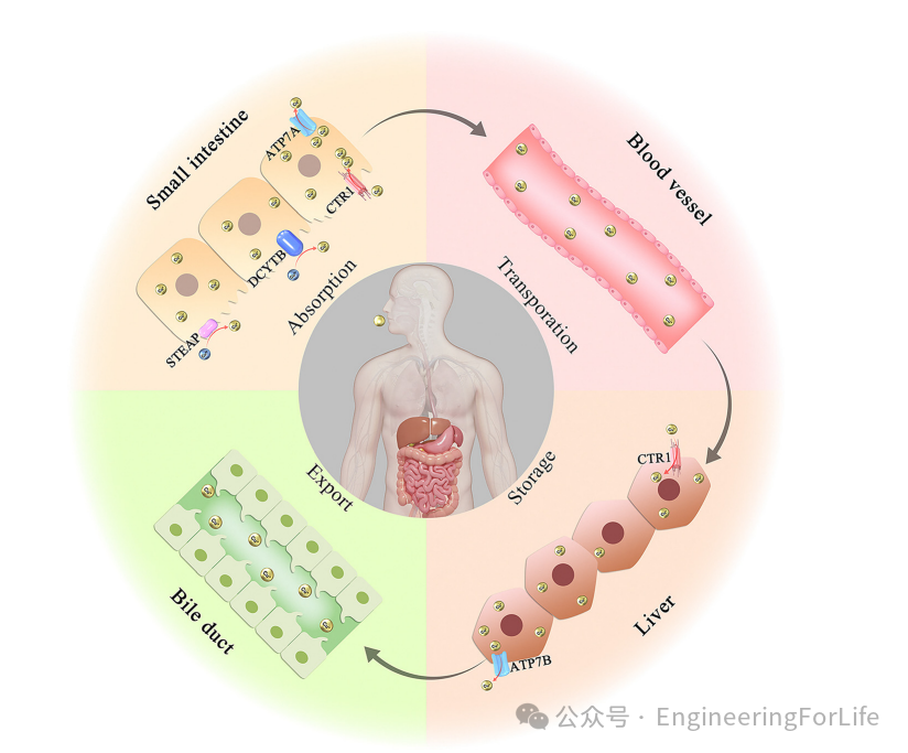 New Strategies for Cancer Treatment Using Copper Ions: Insights from Cuproptosis