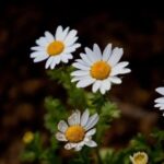 The Inline Keyword in C Language