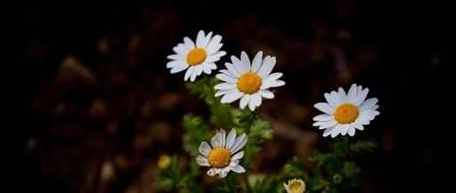 The Inline Keyword in C Language