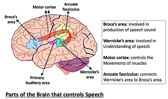 Fundamentals of Neural Rehabilitation: Brodmann Brain Cortex Areas
