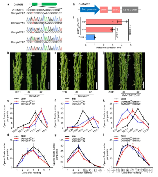 Recommended Reading: Genetic Regulation of Diurnal Flowering Time Differences in Rice: The Role of OsMYB8 and OsJAR1 Modules