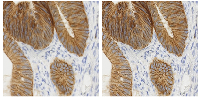 How Do In-Car Cameras See the World?