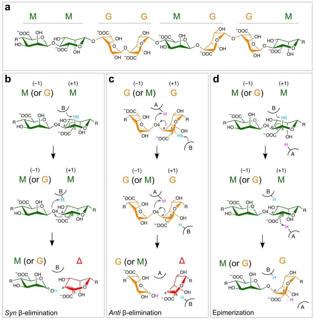 Mechanistic Analysis of a Mixed-Function Polysaccharide Lyase/Epimerase from the Human Gut Microbiota