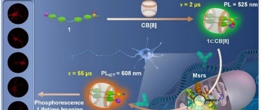 J. Am. Chem. Soc.: Analysis of Mitochondria-Specific Methionine Sulfoxide Reductase Activity Based on Dual-Channel Phosphorescence Ratiometry and Lifetime Imaging