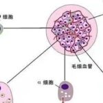 Understanding C-Peptide Reports: Decoding the Secrets of Pancreatic Function!
