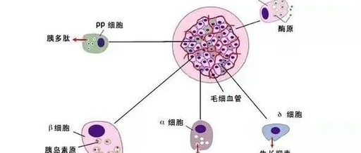 Understanding C-Peptide Reports: Decoding the Secrets of Pancreatic Function!