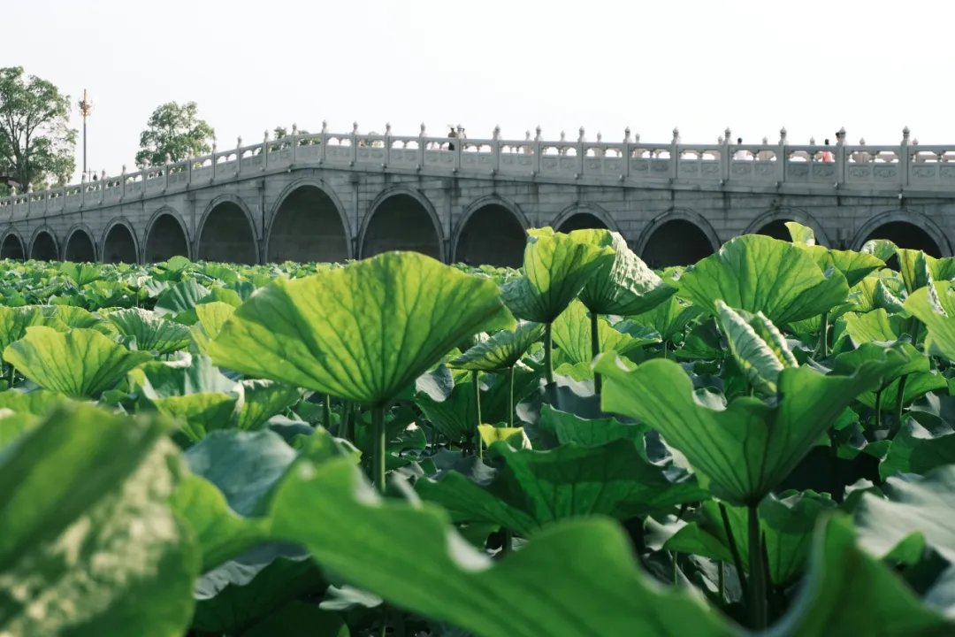 Innovative Energy-Saving NPU Technology Developed by South Korean Researchers Reduces AI Model Power Consumption by 44%