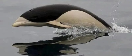 Embedded Sharing #26: Why Use Sync?