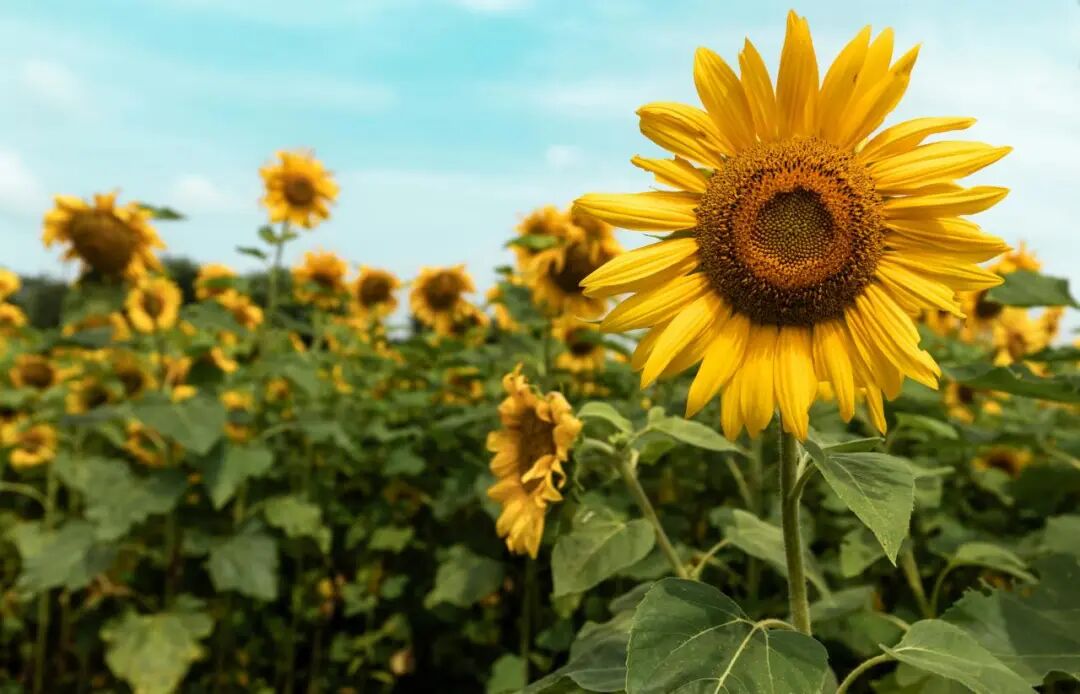 ICC Opinion: Discrepancies Between Pre-printed Invoice Content and Letter of Credit R812 (TA824rev)