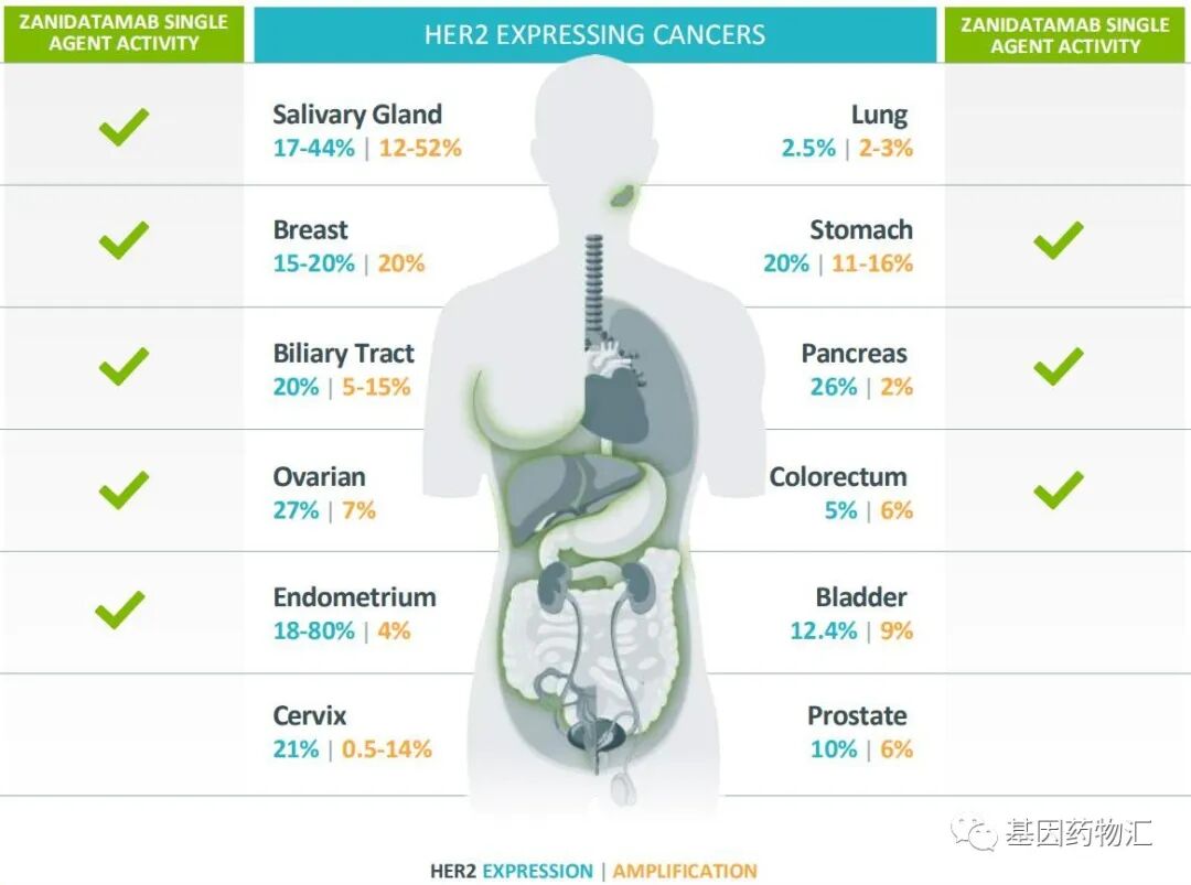 New Hope for Solid Tumors! DS-8201 Achieves Over 22 Months of Sustained Relief and Receives Two Breakthrough Therapy Designations