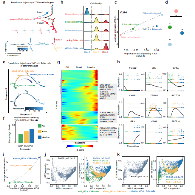 Discovery of an Unconventional Lamprey Lymphocyte Lineage Highlights Divergent Features in Vertebrate Adaptive Immune System Evolution