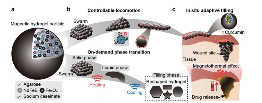 Scientists Use Smart Materials in Micro-Robotic Swarms to Provide New Treatment Options for Gastrointestinal Diseases