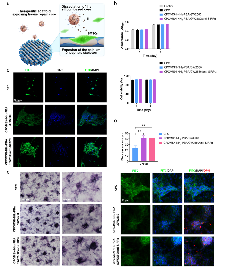 3D Printed Scaffolds Aid in Bone Defect Repair: A Study from Shanghai Jiao Tong University in Biomaterials