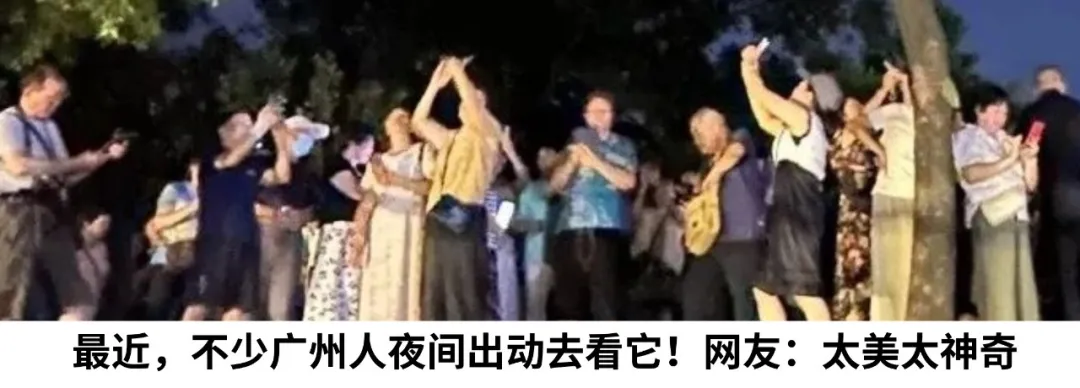China's Display Technology Surges Ahead: A Powerful Team from Sun Yat-sen University