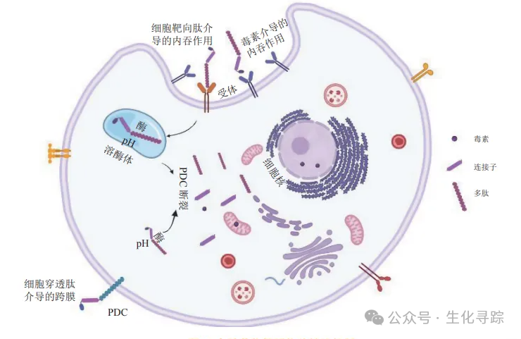 Understanding Peptide-Drug Conjugates (PDC) in the Wave of ADCs