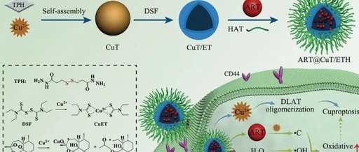 New Strategies for Cancer Treatment Using Copper Ions: Insights from Cuproptosis