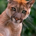 PumaBot Malware Targets Linux IoT Devices