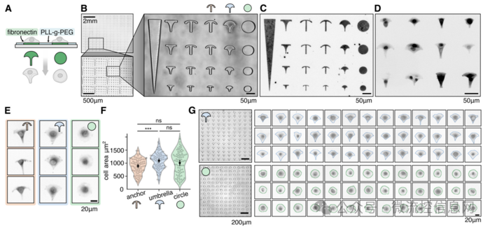 Lab Chip | 3D Printing + Standard Fluorescence Microscopy: Low-Cost Fabrication of Micron-Scale Biological Structures