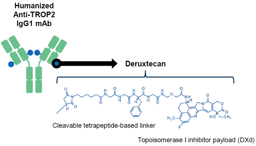 ADC Drug Advances in Non-Small Cell Lung Cancer