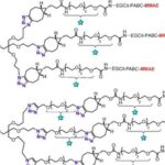 Branch Linkers for ADCs: What Length is Appropriate?